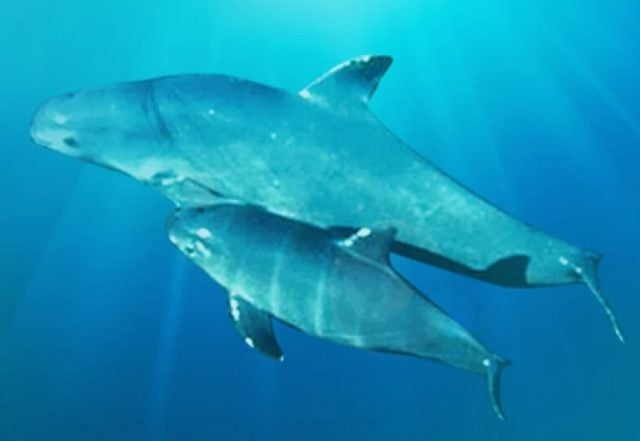 México celebra nivelación de la especie vaquita marina, detectan 2 nuevas crías