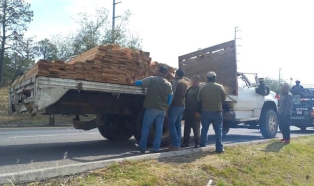 Tala ilegal de árboles duplicó incidencia en Puebla durante 2024