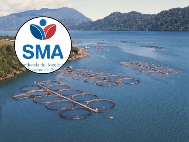 Escándalo en Australis Seafoods: Correos revelan inacción de la SMA de gobierno de Piñera ante masiva sobreproducción de salmones
