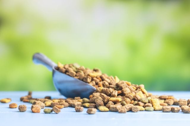 ¿Cuántas veces al día debe comer un perro adulto?