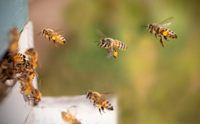 Día Mundial de las Abejas: Urge proteger a los polinizadores frente a múltiples amenazas