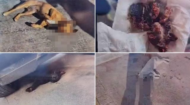 Denuncian envenenamiento masivo de animales en fraccionamientos Casas Geo y Buena Vista, Tianguismanalco 
