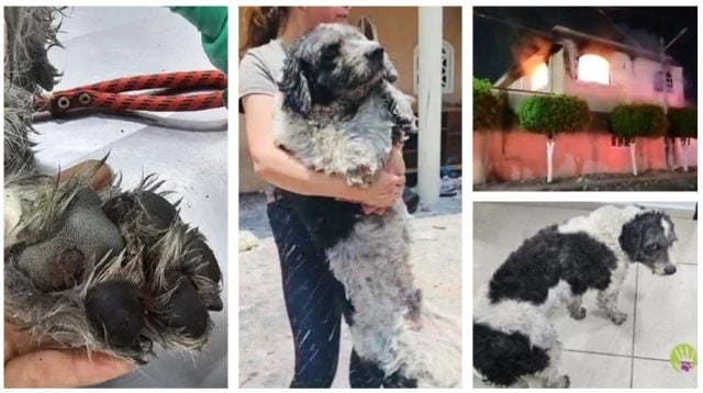 Fénix, el perrito que en Tehuacán sobrevivió a una tormenta de Cócteles molotov