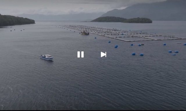 “El imperio del salmón”: Canal líder de España devela los impactos ocultos de la industria transnacional en la Patagonia chilena
