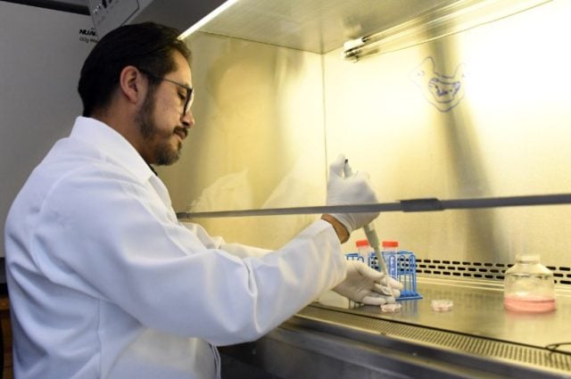 En el Instituto de Fisiología reside uno de los pocos grupos del país que estudia la relación estructura-función en las células cardiacas