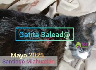 gatita baleada santiago miahuatlán tac