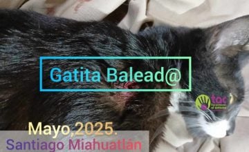 gatita baleada santiago miahuatlán tac