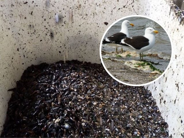 Impacto no previsto, aves muertas y residuos por doquier: SMA ordena frenar daños de pesquera en Ancud