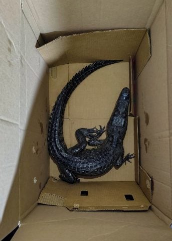 Profepa resguarda cocodrilo protegido hallado en el centro de Puebla