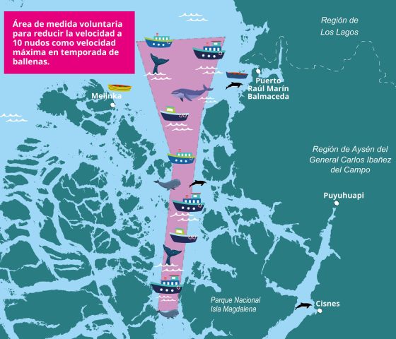Protección de ballenas quedó registrada oficialmente en los mapas de navegación de Chile