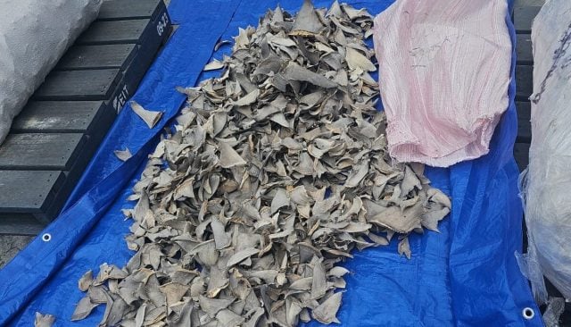 Profepa asegura 2.4 toneladas de aletas de tiburón en Ensenada