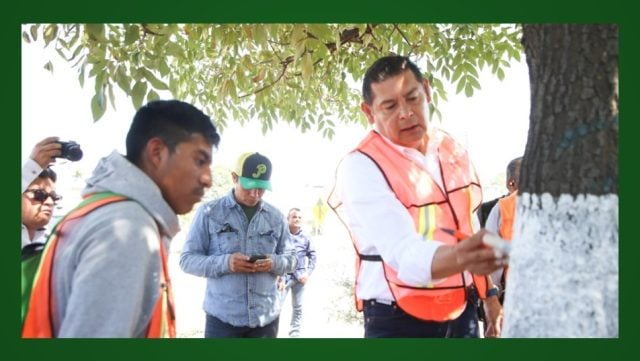Con encalado, basado en criterios técnico-científicos, se protege arbolado urbano