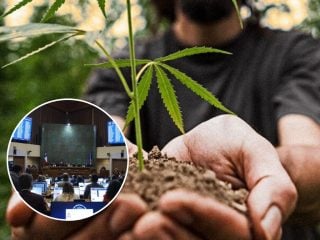 cannabis