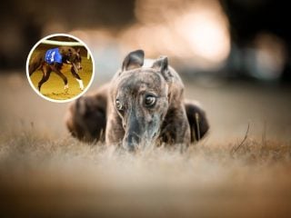 carreras de galgos en Chile