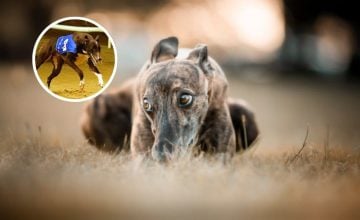 carreras de galgos en Chile