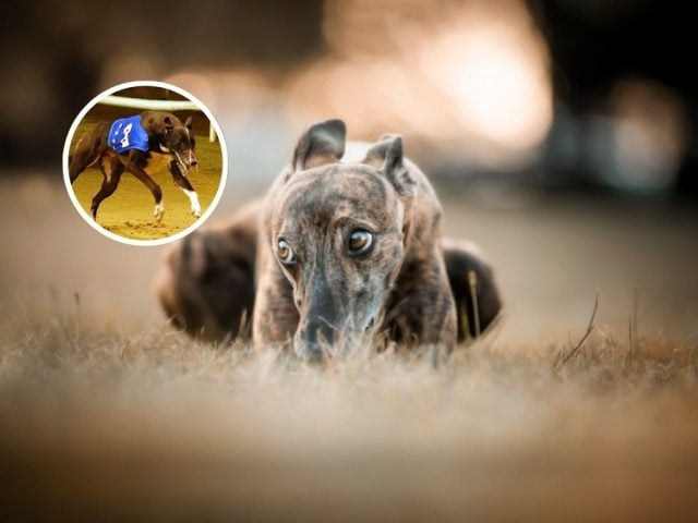 carreras de galgos en Chile
