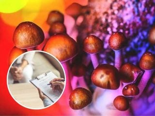 hongos alucinógenos