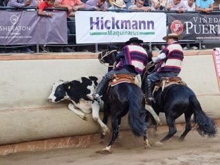 registro de maltratadores de animales