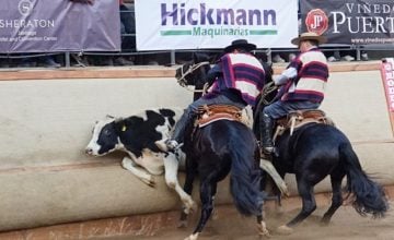 registro de maltratadores de animales