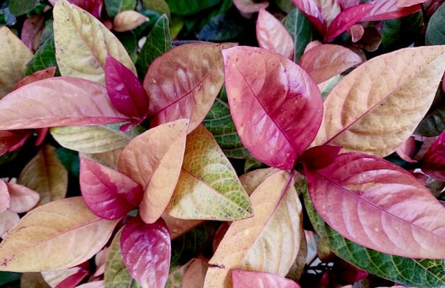 Plantas artificiales modernas: tendencias 2025 en decoración interior