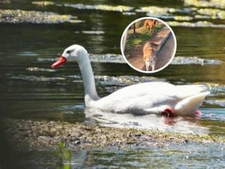cisne coscoroba humedal ataque de perros