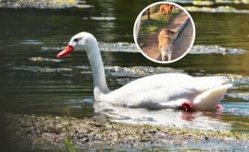 cisne coscoroba humedal ataque de perros