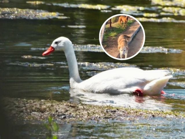cisne coscoroba humedal ataque de perros
