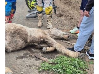 maltrato animal en Machalí