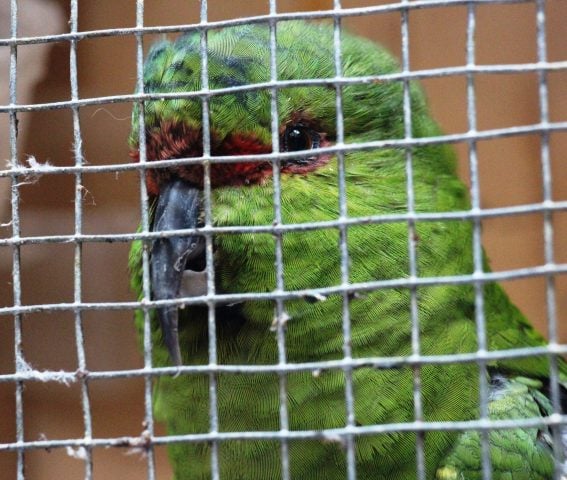 Ingreso ilegal de fauna exótica amenaza la biodiversidad de Chile