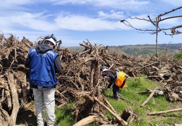 Talaron bosque nativo: SMA formula cargos contra proyecto Concesión Ruta 66 – Camino de la Fruta