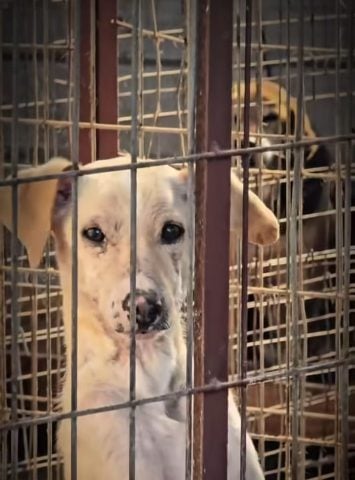 Animalistas exigen al alcalde de Linares que intervenga en el maltrato animal de la Perrera Municipal