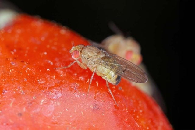 Agricultura en alerta: Especialistas advierten llegada de nuevas plagas a Chile por el cambio climático