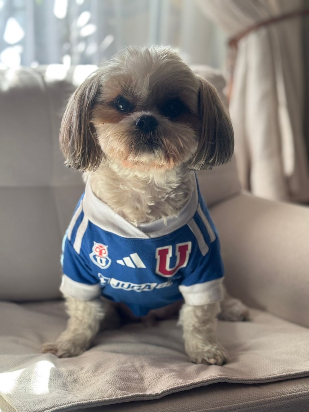Ropa para perros: ¿Qué razas realmente la necesitan y cuál es la tela adecuada?