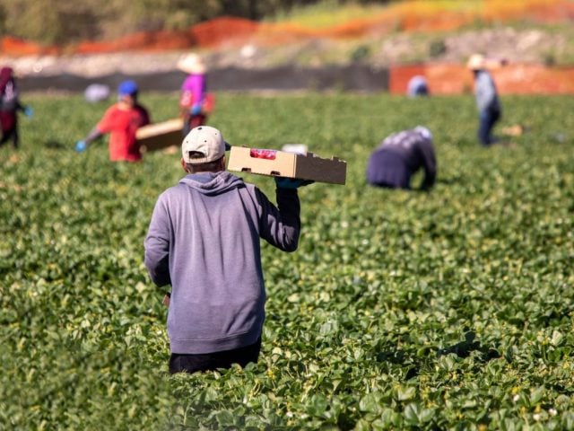 SNA receta “ordenar” la migración para el agro y críticos ven modelo de mano de obra barata