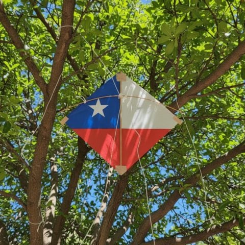El costo invisible del hilo curado: Aumentan los animales heridos durante Fiestas Patrias