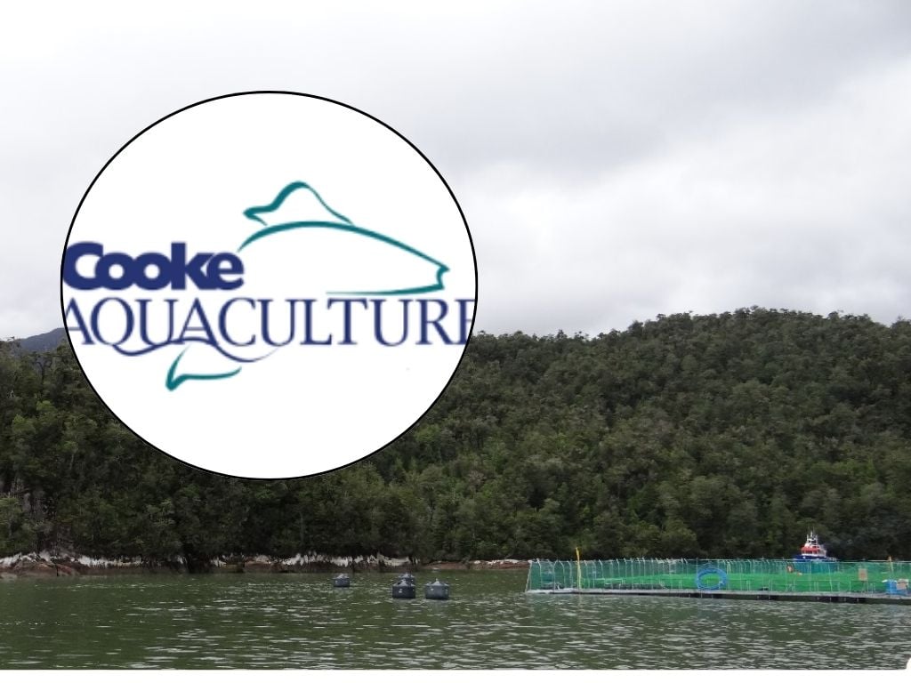 Contaminación en Parque Nacional: informe acusa a salmonera Cooke por sobreproducción y residuos en Laguna San Rafael