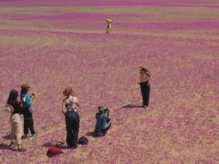 Desierto Florido 2025