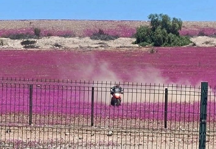 Tras viralización de motos destruyendo el Desierto Florido, presentan proyecto de ley para su protección integral