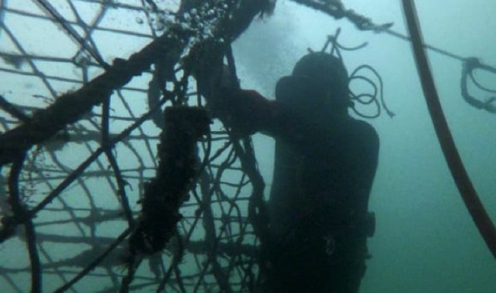 Reporte “Salmones de Sangre”: 83 trabajadores de la industria salmonera han muerto en poco más de una década