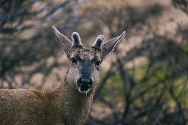 Chile Opens First Exclusive Rescue and Rehabilitation Center for Huemules