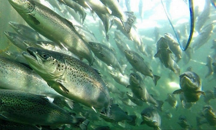 “Escándalo ambiental”: Más de cinco millones de salmones de la industria acuícola «escapados» en una década en aguas de la Patagonia