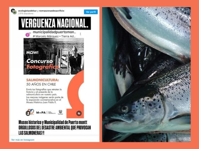 greenwashing salmonero Puerto Montt (5)