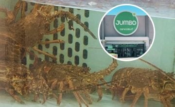 maltrato a langostas vivas en Jumbo