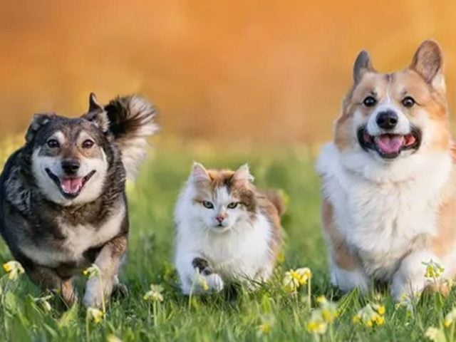 permiso laboral por duelo de mascotas