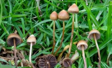 segunda receta para la psilocibina