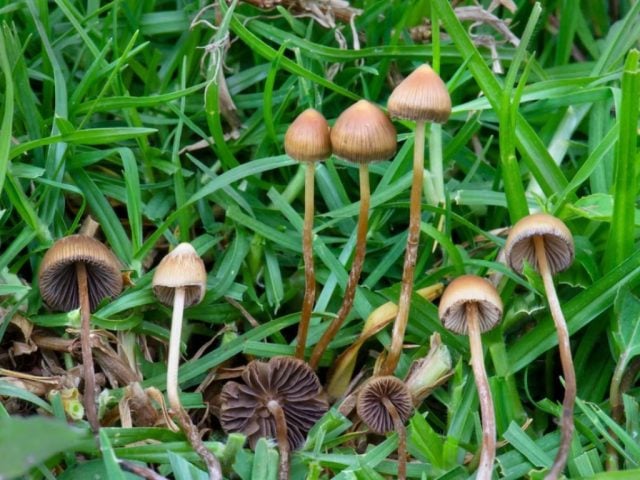 segunda receta para la psilocibina