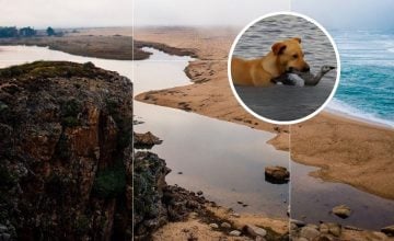 Santuario Humedal Tunquén protege su fauna