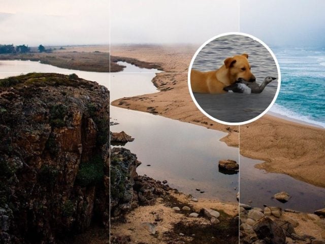 Santuario Humedal Tunquén protege su fauna: desde 2026 no se permitirá el ingreso de perros