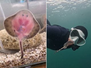 conservación de las rayas en Chile