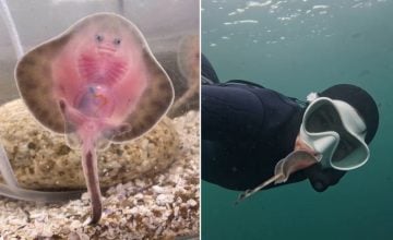 conservación de las rayas en Chile